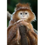 Monkey D. Killers