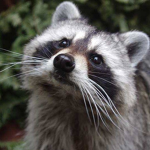 Raccoons United Forever!