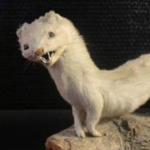 Mink Banking