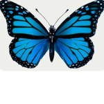 -* Butterflies *-