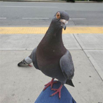 pigeon games and clothing