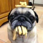 pugsiki