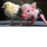 pigs can fly through air
