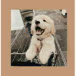 Doggies forever!