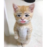 El gato es un pato