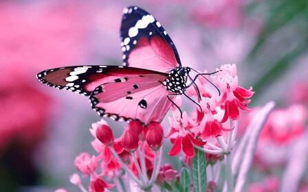 BUTTERFLIES