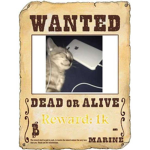 Wanted彡