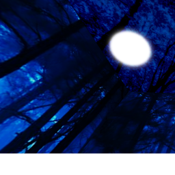 The spooky forest