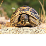 My turtles!Stay happy