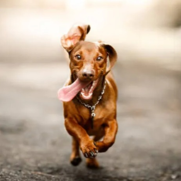 Cute Animals 