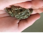 toad fan club!!!