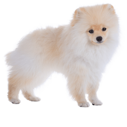 Pomeranian fans hangout!