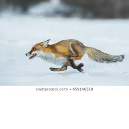 Fox runner