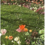 Paisley’s Garden Of Angels