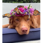 ~Aesthetic Puppy’s~