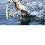 The Seas Of The Sloths