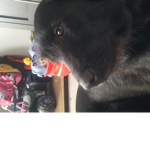 Dog group boi