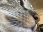 YOUR MY KITTENS