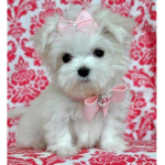 Only puppy fam