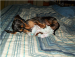 weiner dog group