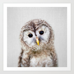 Baby owl group