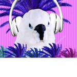 DJ Birds studios