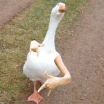 The Silly Goose Family