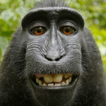 MonkeeVillage