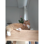 Cats will be free!!!!!!!