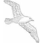 Eagle Nations