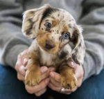 Animal hugs