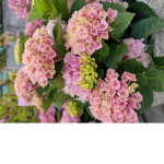 dreamyyyy