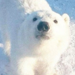 The PolaBear Group