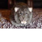 Rat family official group