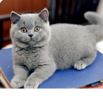 Bertie the cat