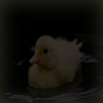 Quackedd