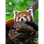 Dark_Panda_Says_HI