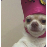 Ranigrils