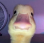 Meine Ente gruppe