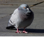 The cool doodz