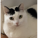 Patrick the cat is awesome and cute 😺
