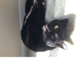I love cats and so do u