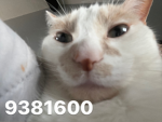 명왕성