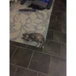kitty cats are cool