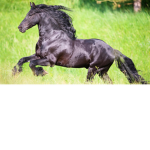|~|Horses|~|