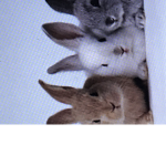 Bunny team club