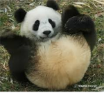 The Ruff-Tuff Puppies of Panda Butts! (RTPPB!)