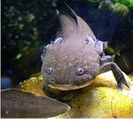 we like axolotls
