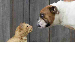 cats and dogs infinite war