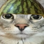 Watermelon Cat Studios!